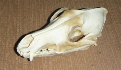 Coyote Skull By Tricksters Taxidermy On Deviantart