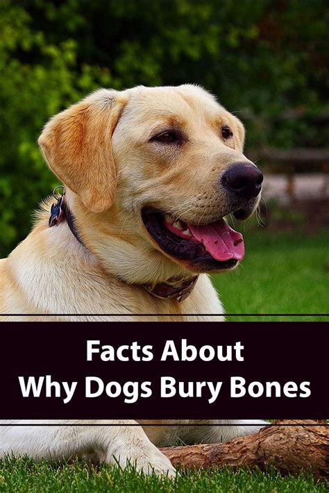 Why Do Dogs Bury Bones Dogs Cute Dogs Breeds Dog Training
