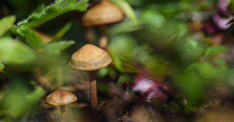 Oregon Becomes The First State To Legalize Psilocybin