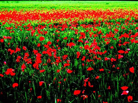 40 Field Of Poppies Wallpaper Wallpapersafari