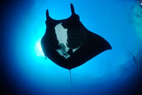 What Are Mobulids Manta And Devil Ray Ecology And Biology — Manta Trust