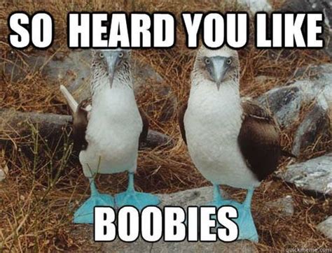 24 Funny Boob Memes That Makes You Laugh Coobie