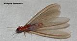 Pic Of Termite With Wings Pictures