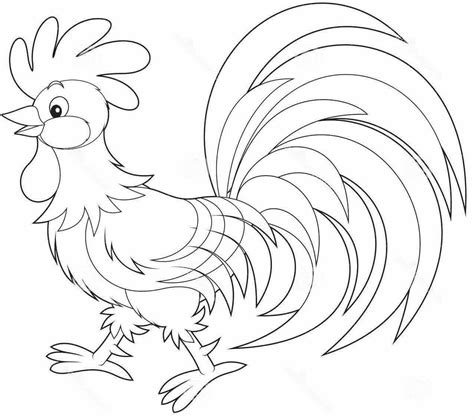 Mewarnai Gambar Ayam Jantan Contoh Gambar Cara Mewarnai Gambar Ayam