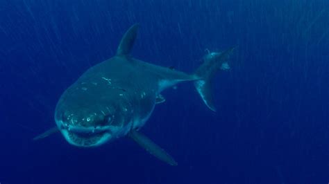 Great White Shark Photos Great Migrations National Geographic
