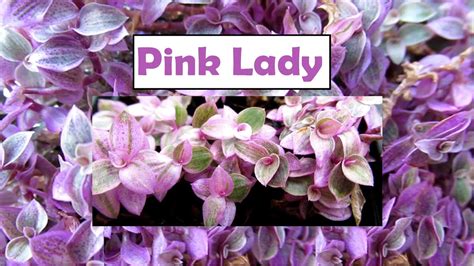 How To Grow And Care For Pink Lady Callisia Rosato Youtube