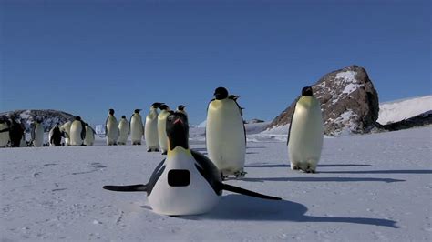 Bbc One Penguins Spy In The Huddle The Journey First Encounter