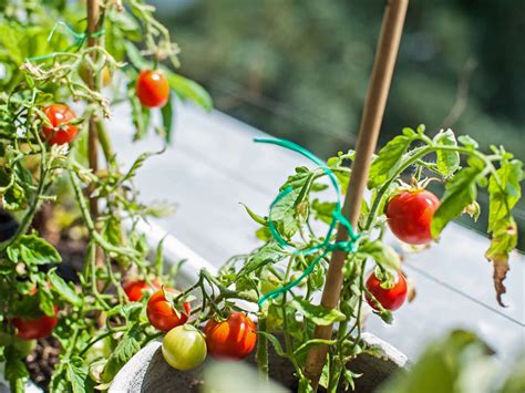 Quel légume faire pousser sur un balcon Planter des légumes en pot