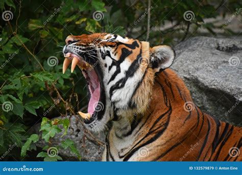 Close Up Front Portrait Of Indochinese Tiger Stock Image Image Of