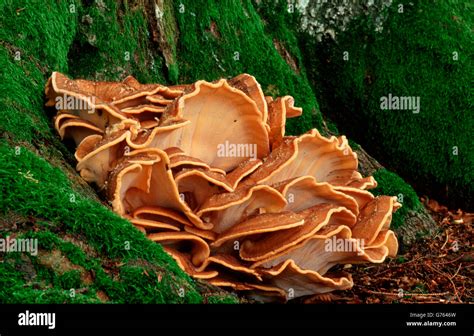 Mushroom Baden Wurttemberg Germany Meripilus Giganteus Stock Photo