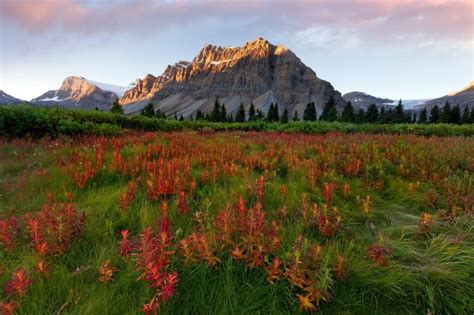 Free Download Nature Montana Logan Pass Beargrass Picture Nr 56016