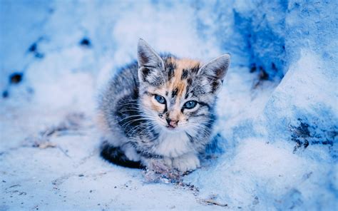 Kittens In Winter Wallpapers Wallpaper Cave