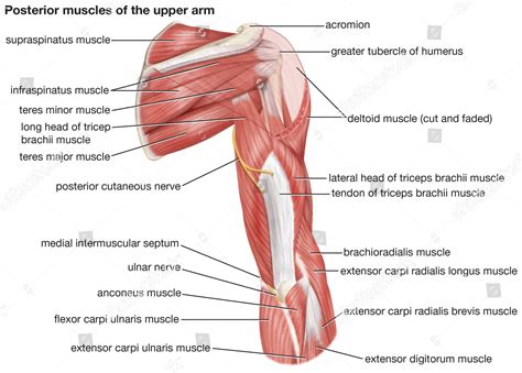 Posterior View Muscles Human Upper Arm Editorial Stock Photo Stock