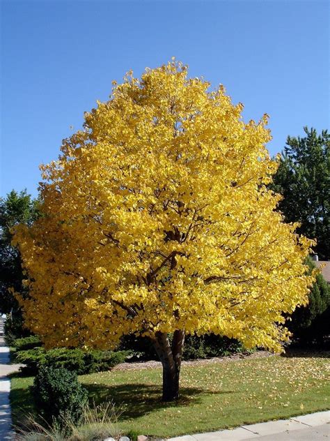 Growing Linden Trees Tips For Planting A Linden Tree