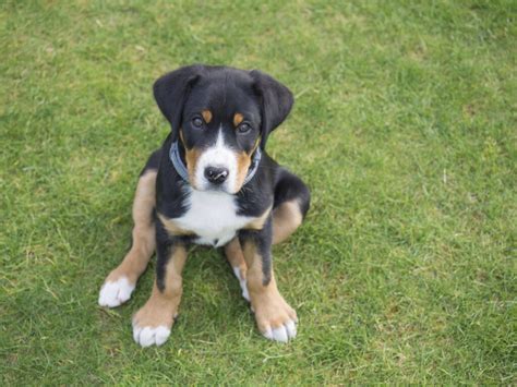 Greater Swiss Mountain Dog Breed Info And Advice Zooplus Magazine