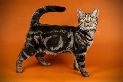 Tabby Cat Breeds Colours And Markings Cat World