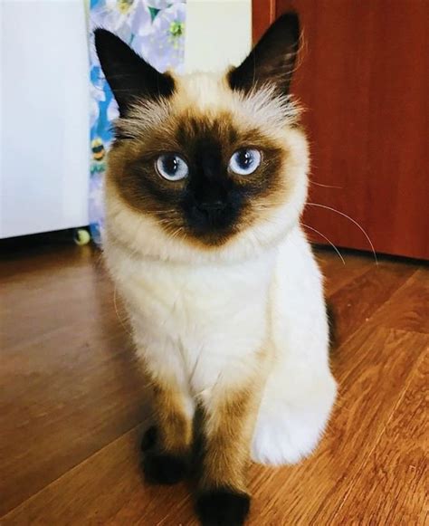 70 Best Balinese Cat Names Balinese Cat Cat Names Pretty Cats