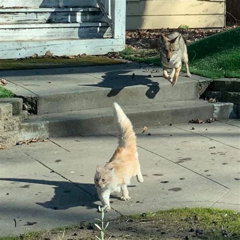 Woman Takes Photos Of Cat Being Chased By Coyotes In Midtown Sacramento