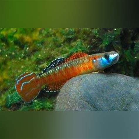 Neon Red Stiphodon Goby For Sale