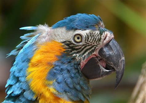 Rare Tropical Rainforest Animals Endangered Amazon Animals Rainforest