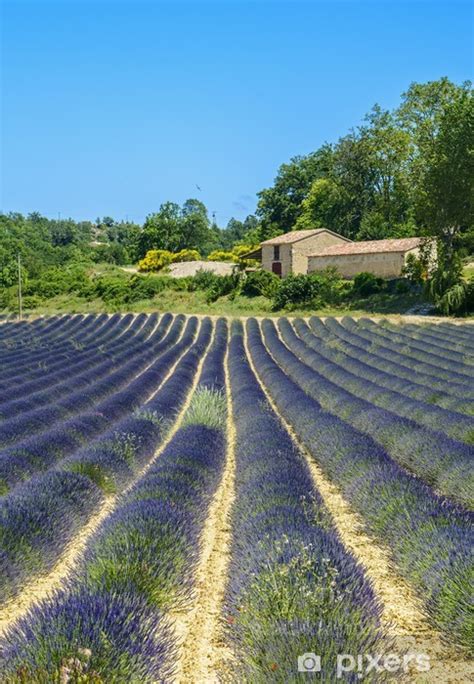 See all things to do. Papier peint Plateau de Valensole (Provence), lavender • Pixers® - Nous vivons pour changer
