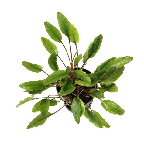 These hardwater cryptocorynes are generally the easier ones to keep (in fact, some species, such as cryptocoryne wendtii are said to be among the most versatile of aquarium plants); Cryptocoryne wendtii 'Green' - potted - $7.00