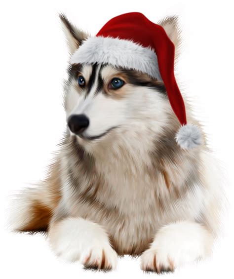 Husky Clipart Christmas Husky Christmas Transparent Free For Download