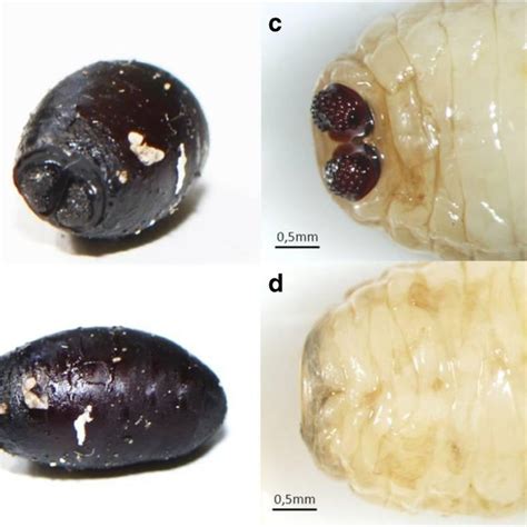 Xylostella and thrips, but it could be difficult to integrate in existing cropping practices (theunissen et al., 1996). Eric DARROUZET | research and teaching | University of ...