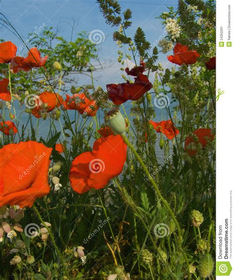 Flowery Meadow Stock Image Image Of Inspiring Island 24352291