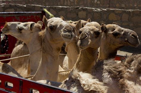 Dromedary camels, which have one hump, and bactrian camels, which have two humps. The Friday Photo: HOW Many Camels?