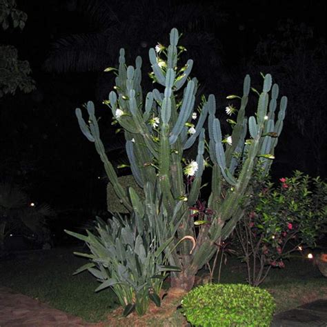 Blooming night sirius cactus flower. Factsheet - Cereus jamacaru (Queen-of-the-night)