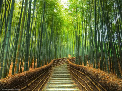 Download Wallpaper Bamboo Forest Road Stage Free Desktop Wallpaper In