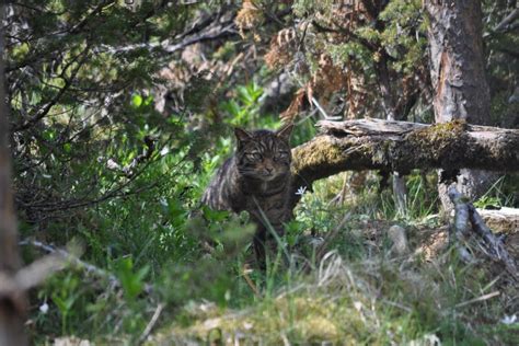 More Than 20 Scottish Wildcats Released In Historic First For