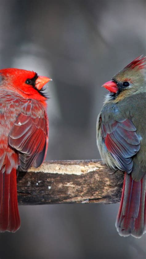 Northern Cardinal Cardinalis Cardinalis Pair In Winter Windows