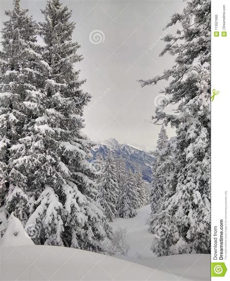 Snowy Mountain Pine Trees Stock Image Image Of Switzerland 113521665