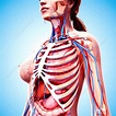 Female anatomy, artwork - Stock Image - F007/5597 - Science Photo Library