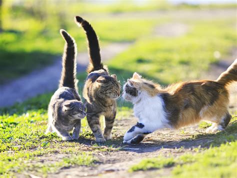 Funny Cute Cats Playing In The Green Grass Attacking Each Other Stock Image Image Of Kitty