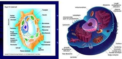 Dinding sel tumbuhan berfungsi untuk melindungi, mempertahankan bentuknya serta mencegah kehilangan air secara berlebihan. Biologi Kelas XI Sel Eukariotik | Biologi Kelas