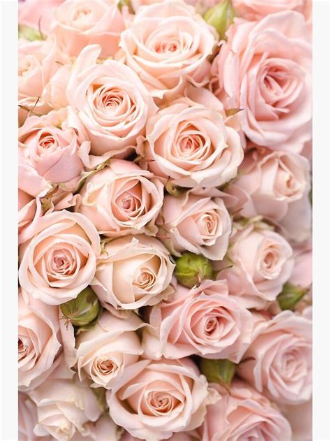 Blush Pink Rose Flowers Poster For Sale By Newburyboutique Pink