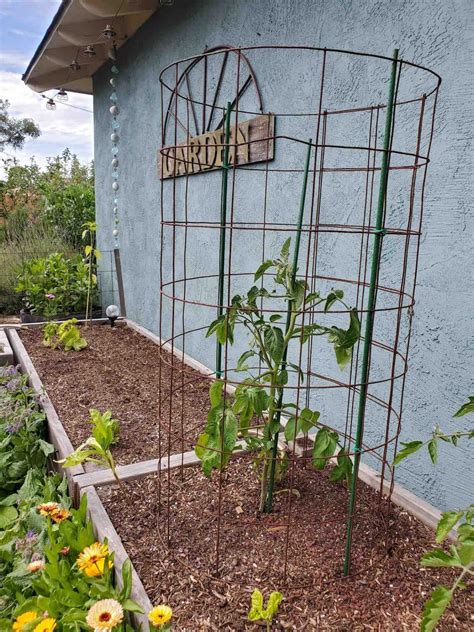 How To Make A Diy Tomato Cage Sturdy Easy And Cheap Homestead And Chill