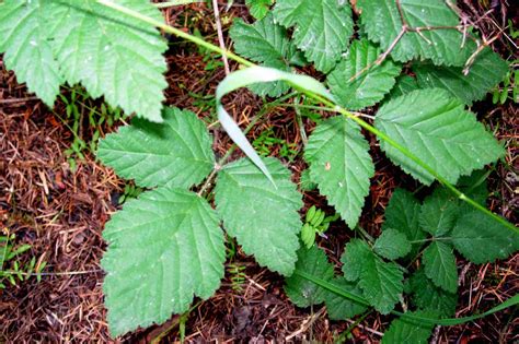 Like its noxious cousins, poison ivy. How Do You Know If That Plant Is Poison Oak?