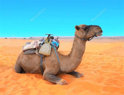 Dromedar, eine art kameel, das nur einen höcker hat, besonders in nordafrika und südasien zu hause. Kamel Der Wüste Sahara Marokko Kamel Dromedar Ruht Auf Dem ...