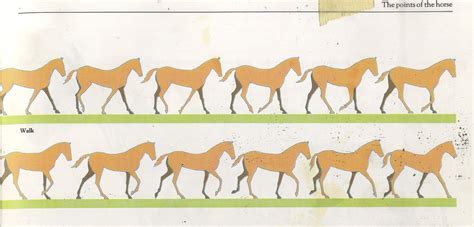 Horse Walk Cycle Animation Animation Reference Drawing Artwork