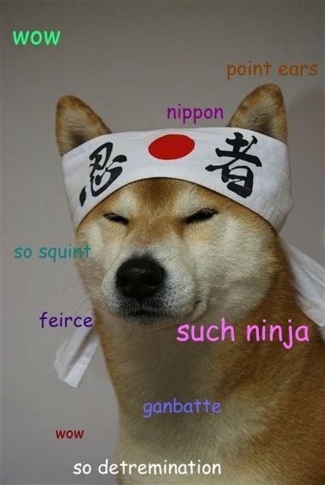 Pin On Wow So Board Much Pins Many Doge