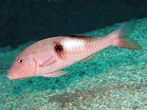 Sidespot Goatfish Parupeneus Pleurostigma Maui Hawaii Photo 3