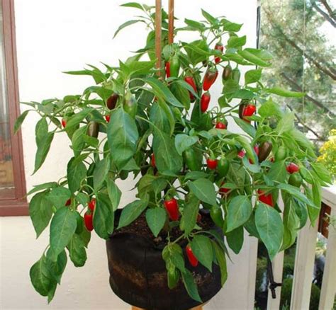 Their seeds are named after their place of origin in mexico. Unique Indoor Container Gardening #14 Growing Jalapeno ...