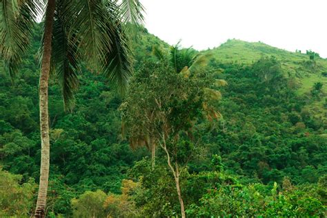 Free Images Green Mountain Vegetation Tropical And Subtropical