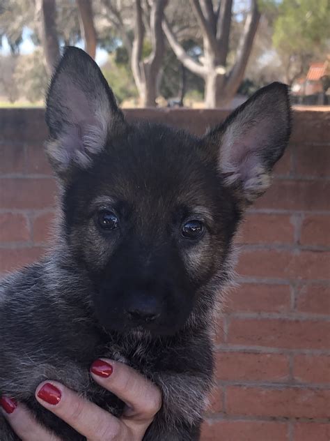 The german shepherd dog is a highly intelligent, responsive, solid temperament, consistent behavior, territorial dog breed. German Shepherd Puppies For Sale | East Barbary Coast Road, Tucson, AZ #324345