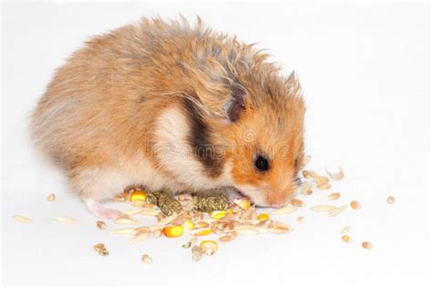 Cute Syrian Red Hamster Eats Grain Feed And Treat For Rodents Stock