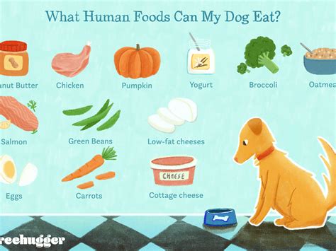 Yes, dogs can eat mangoes but make sure that your dog does not have an allergy to mangoes before feeding. Is Cooked Chicken Good for Dogs to Eat? with Disease ...